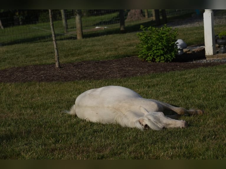 Fler ponnyer/små hästar Hingst 1 år 86 cm Cremello in Fresno