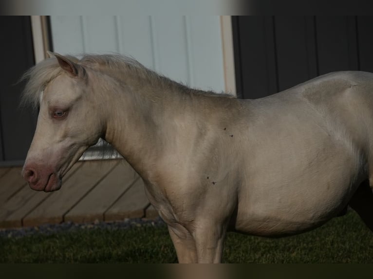 Fler ponnyer/små hästar Hingst 1 år 86 cm Cremello in Fresno