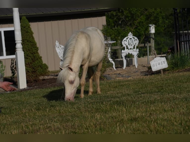 Fler ponnyer/små hästar Hingst 1 år 86 cm Cremello in Fresno