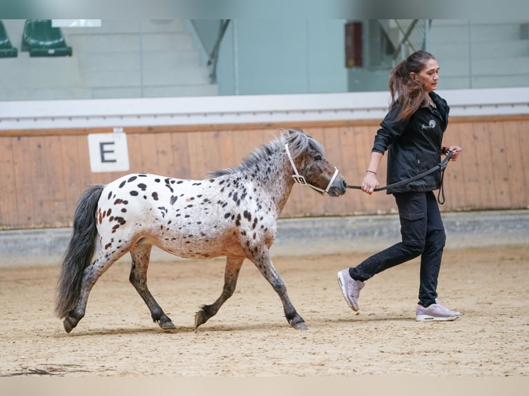 Fler ponnyer/små hästar Hingst 1 år 88 cm Leopard-Piebald in Seyring