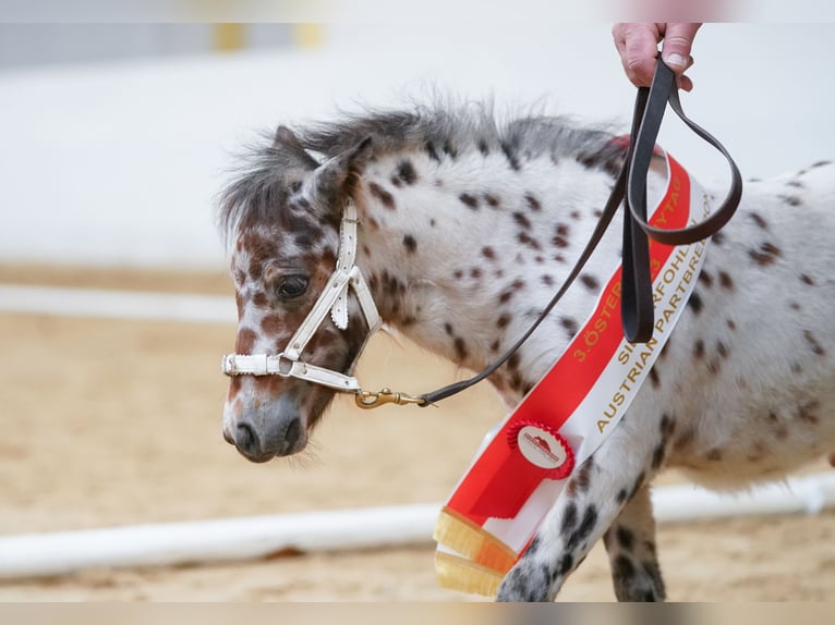 Fler ponnyer/små hästar Hingst 1 år 88 cm Leopard-Piebald in Seyring