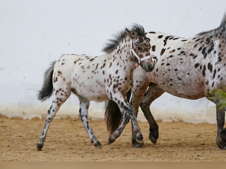 Fler ponnyer/små hästar Hingst 1 år 88 cm Leopard-Piebald in Seyring