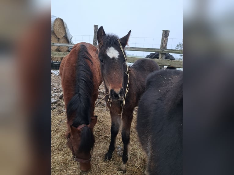 Fler ponnyer/små hästar Blandning Hingst 1 år Brun in Szewno