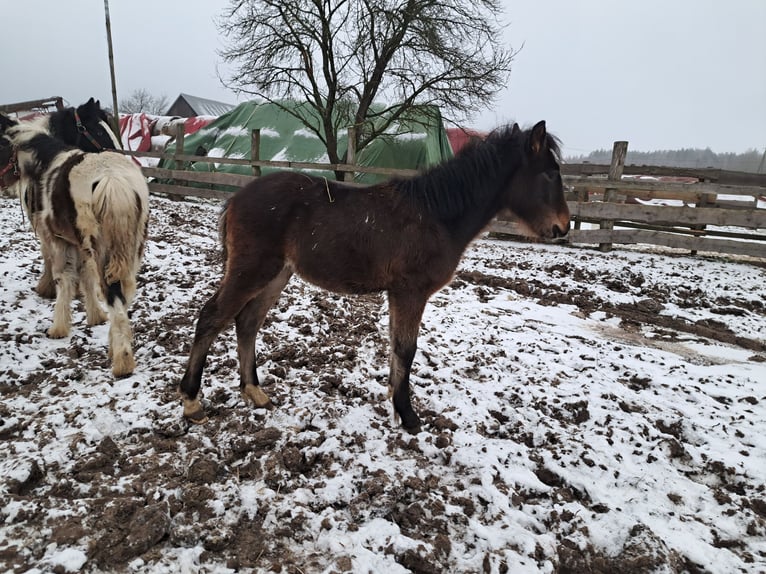 Fler ponnyer/små hästar Blandning Hingst 1 år Brun in Szewno