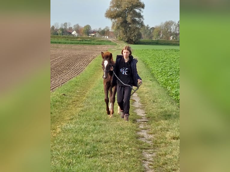 Fler ponnyer/små hästar Blandning Hingst 1 år Fux in Künzing