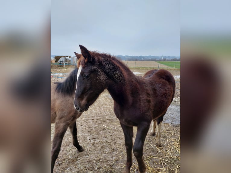 Fler ponnyer/små hästar Blandning Hingst 1 år Fux in Künzing