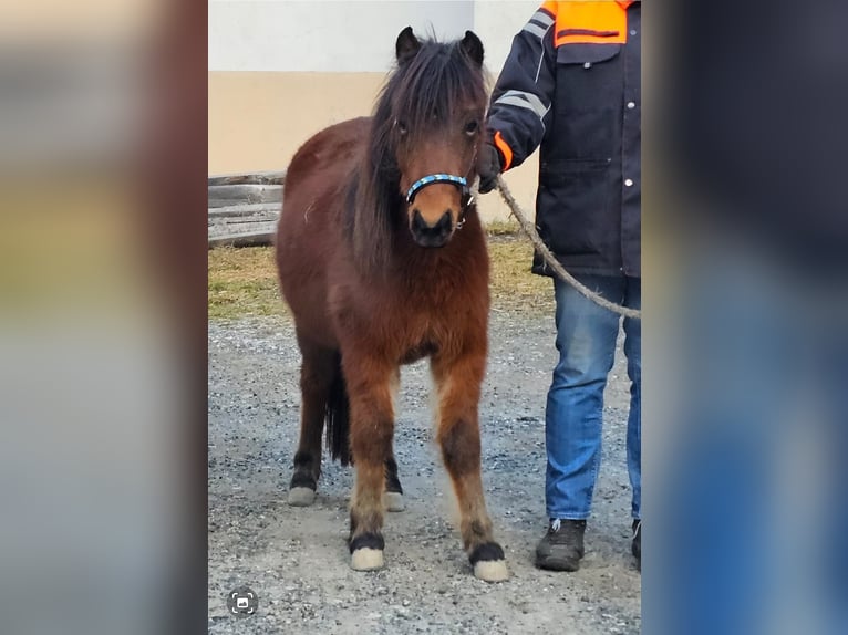 Fler ponnyer/små hästar Blandning Hingst 2 år 100 cm Brun in Landeck
