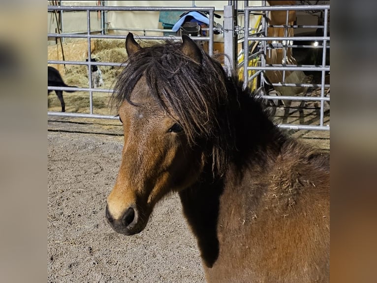 Fler ponnyer/små hästar Blandning Hingst 2 år 100 cm Brun in Landeck