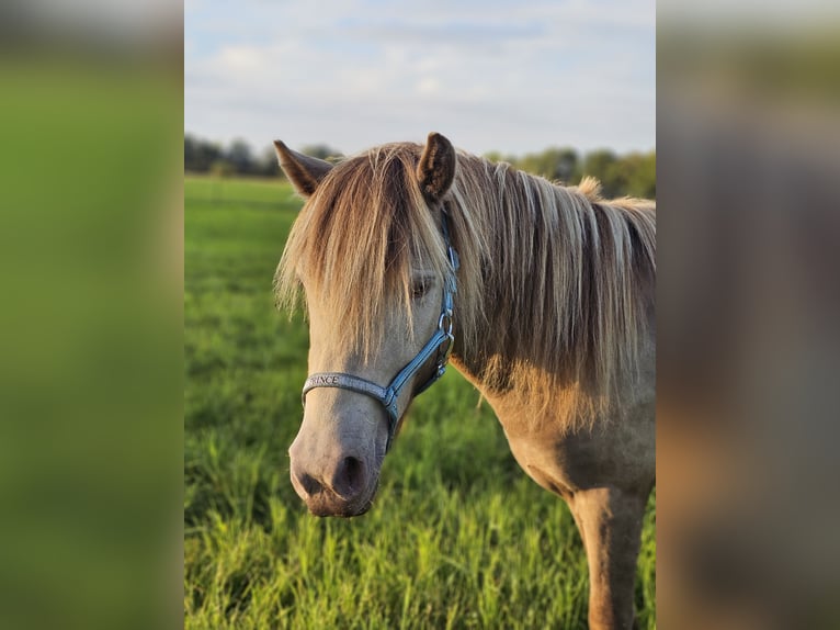 Fler ponnyer/små hästar Hingst 2 år 120 cm Champagne in Adelheidsdorf