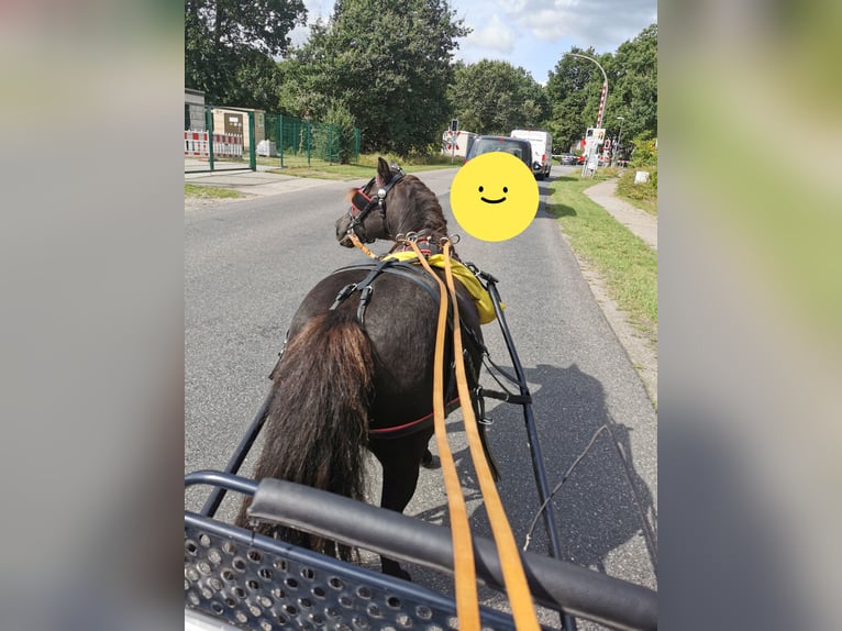 Fler ponnyer/små hästar Hingst 2 år 120 cm Champagne in Adelheidsdorf