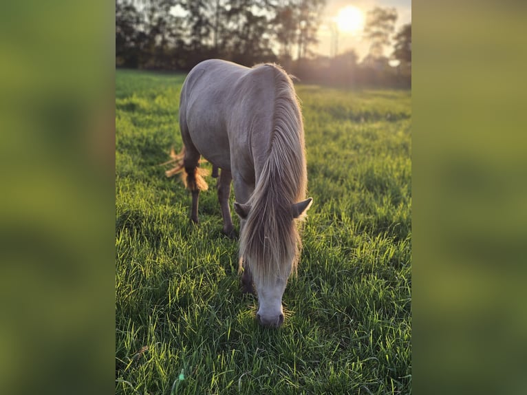 Fler ponnyer/små hästar Hingst 2 år 120 cm Champagne in Adelheidsdorf