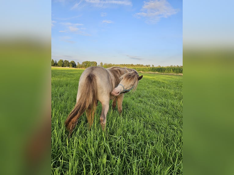 Fler ponnyer/små hästar Hingst 2 år 120 cm Champagne in Adelheidsdorf