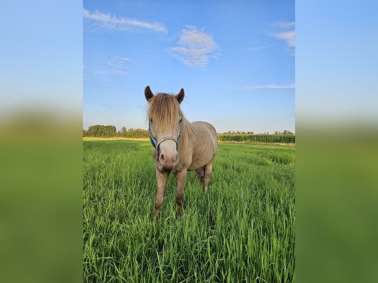 Fler ponnyer/små hästar Hingst 2 år 120 cm Champagne in Adelheidsdorf