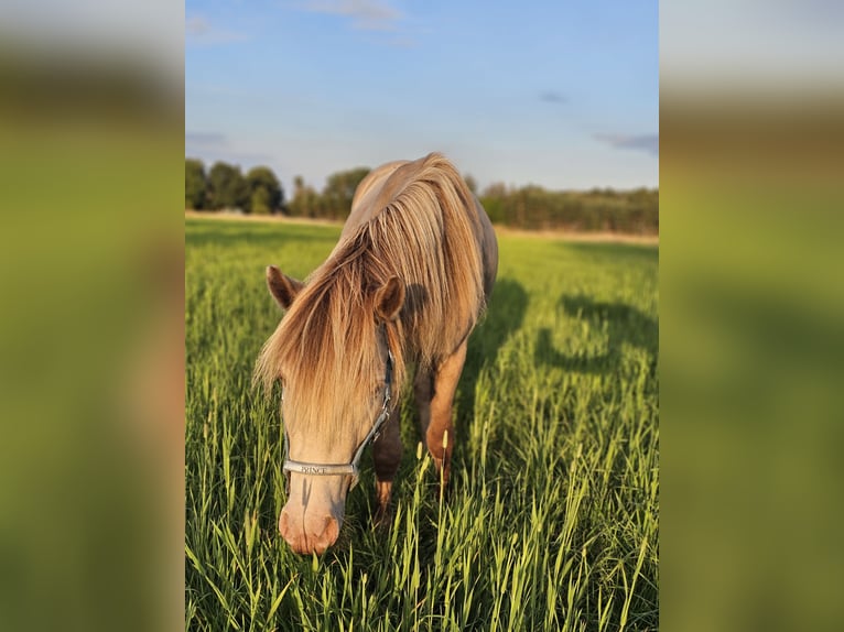 Fler ponnyer/små hästar Hingst 2 år 120 cm Champagne in Adelheidsdorf