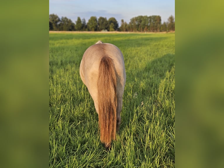 Fler ponnyer/små hästar Hingst 2 år 120 cm Champagne in Adelheidsdorf