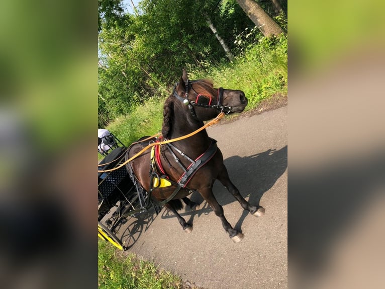 Fler ponnyer/små hästar Hingst 2 år 120 cm Champagne in Adelheidsdorf