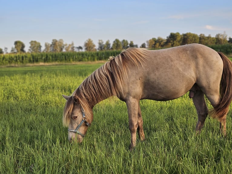 Fler ponnyer/små hästar Hingst 2 år 120 cm Champagne in Adelheidsdorf