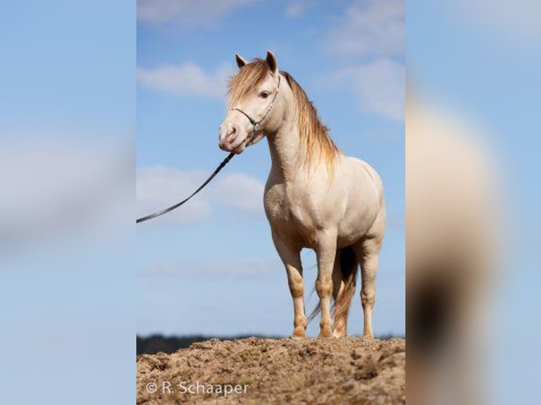 Fler ponnyer/små hästar Hingst 2 år 120 cm Champagne in Adelheidsdorf