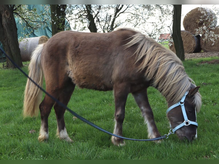 Fler ponnyer/små hästar Hingst 2 år 120 cm Fux in Strzelin