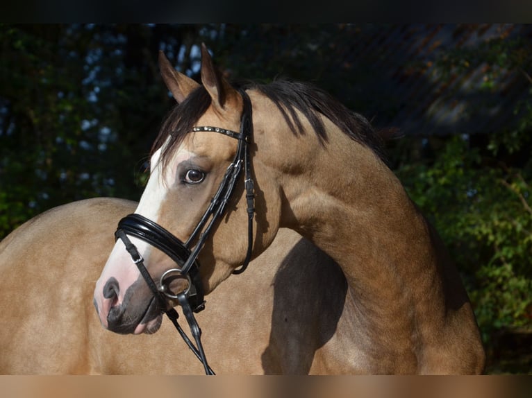 Fler ponnyer/små hästar Hingst 2 år 150 cm Black in uelsen