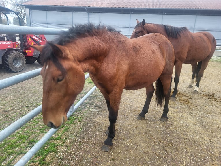 Fler ponnyer/små hästar Blandning Hingst 2 år 150 cm Brun in Westerstede