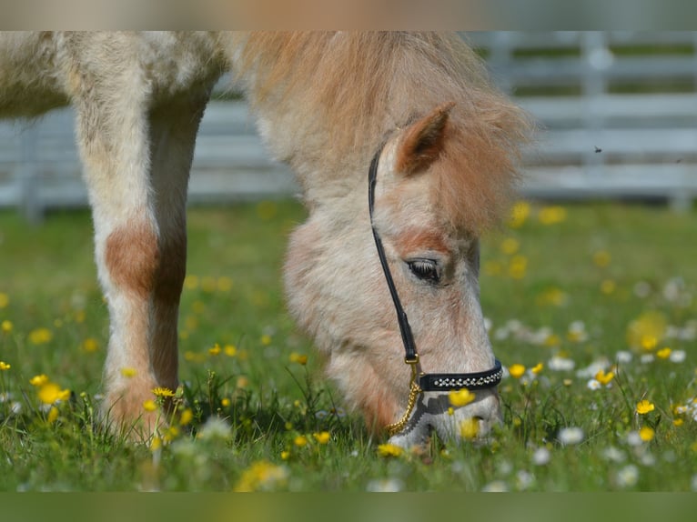 Fler ponnyer/små hästar Hingst 2 år 95 cm Rödskimmel in Aitrang