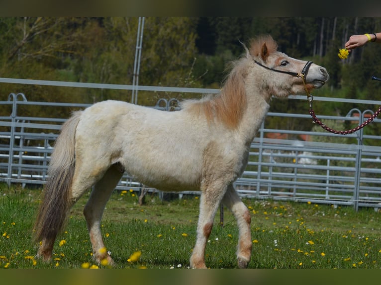 Fler ponnyer/små hästar Hingst 2 år 95 cm Rödskimmel in Aitrang