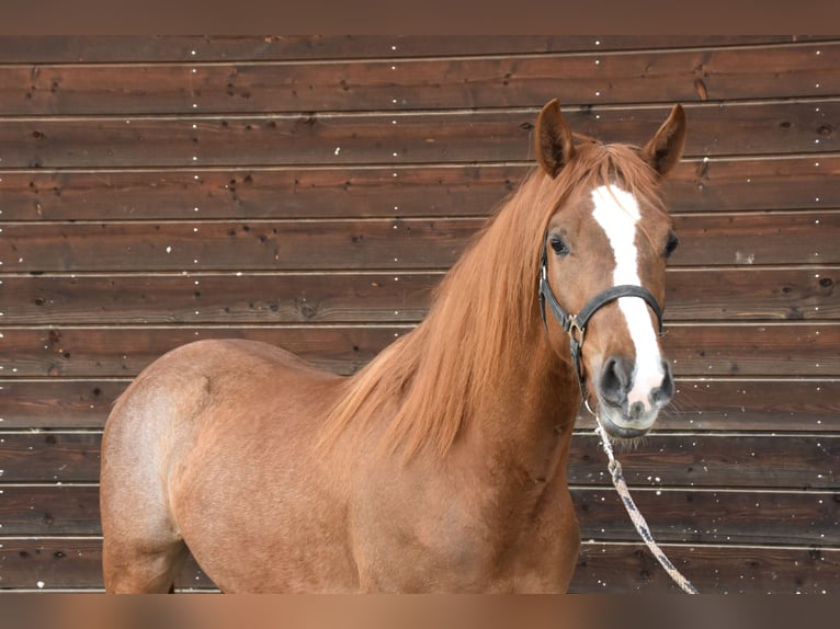Fler ponnyer/små hästar Hingst 2 år fux in Muri AG