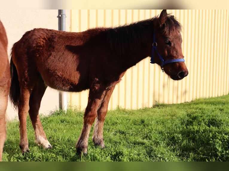 Fler ponnyer/små hästar Hingst Föl (05/2024) 125 cm in Chaillac