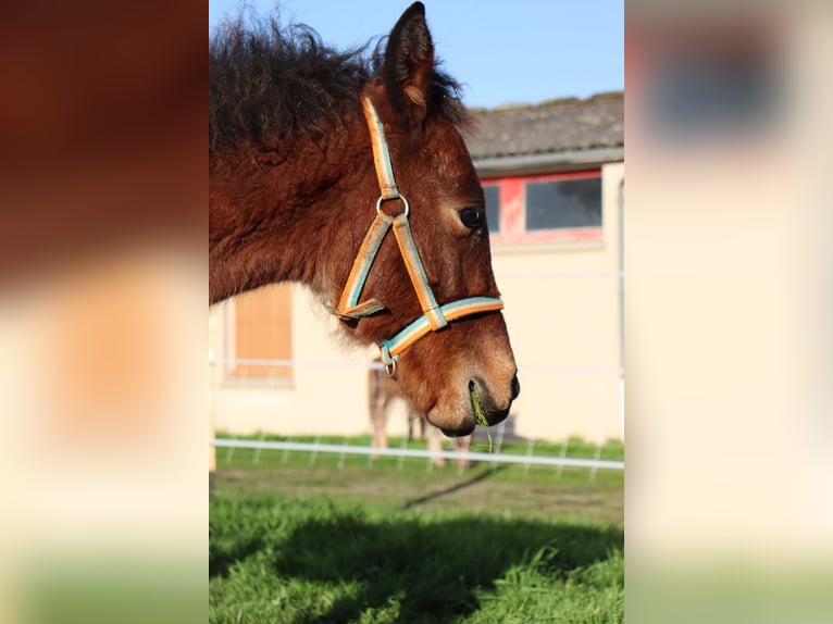 Fler ponnyer/små hästar Hingst Föl (05/2024) 125 cm in Chaillac