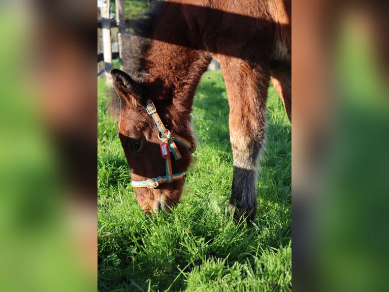 Fler ponnyer/små hästar Hingst Föl (05/2024) 125 cm in Chaillac