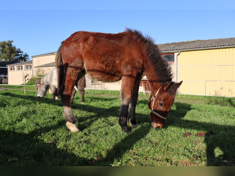 Fler ponnyer/små hästar Hingst Föl (05/2024) 125 cm in Chaillac