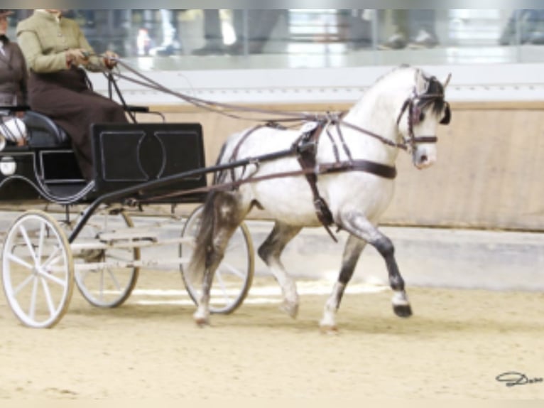 Fler ponnyer/små hästar Hingst Föl (05/2024) 125 cm Grå in Nussdorf am Attersee