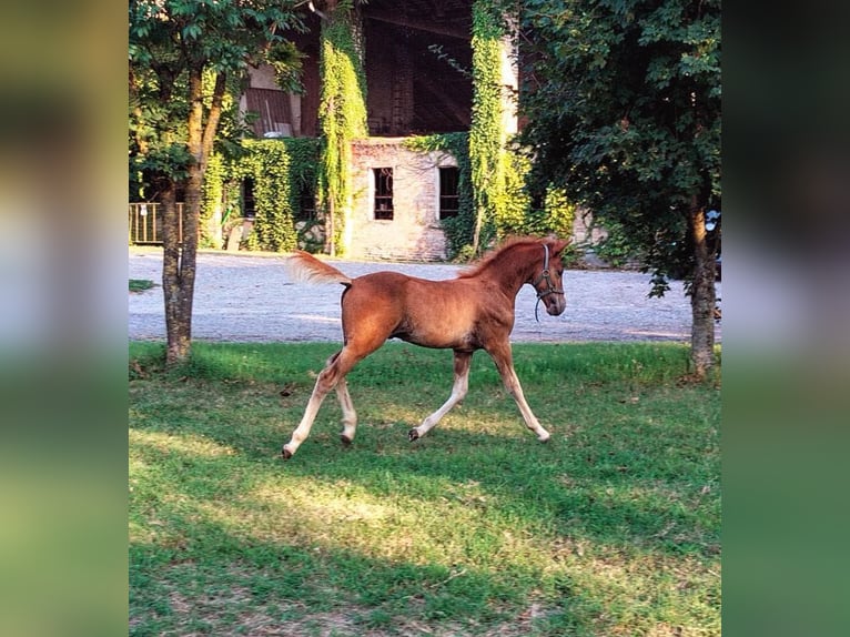 Fler ponnyer/små hästar Hingst Föl (06/2024) 145 cm Fux in Piacenza