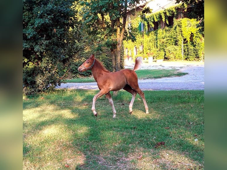 Fler ponnyer/små hästar Hingst Föl (06/2024) 145 cm Fux in Piacenza