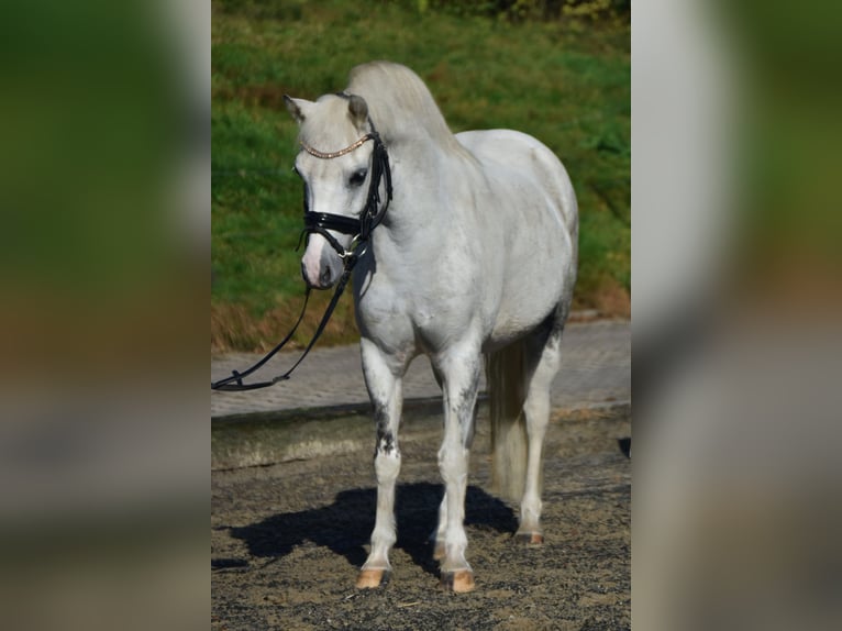 Fler ponnyer/små hästar Sto 10 år 130 cm Grå in Fürstenau