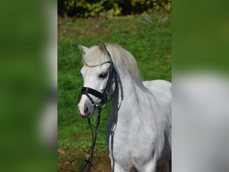 Fler ponnyer/små hästar Sto 10 år 130 cm Grå in Fürstenau