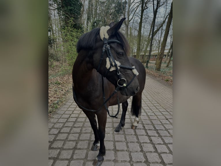 Fler ponnyer/små hästar Sto 10 år 140 cm Brun in Osterholz-Scharmbeck