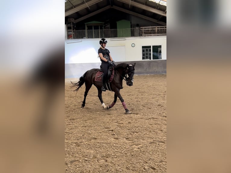 Fler ponnyer/små hästar Sto 10 år 140 cm Brun in Osterholz-Scharmbeck