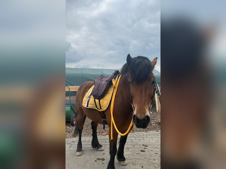 Fler ponnyer/små hästar Blandning Sto 10 år 140 cm Mörkbrun in Kamp-Lintfort