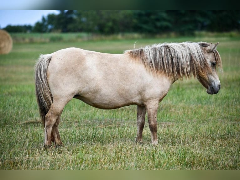 Fler ponnyer/små hästar Sto 10 år 86 cm Gulbrun in Phillipsburg, MO