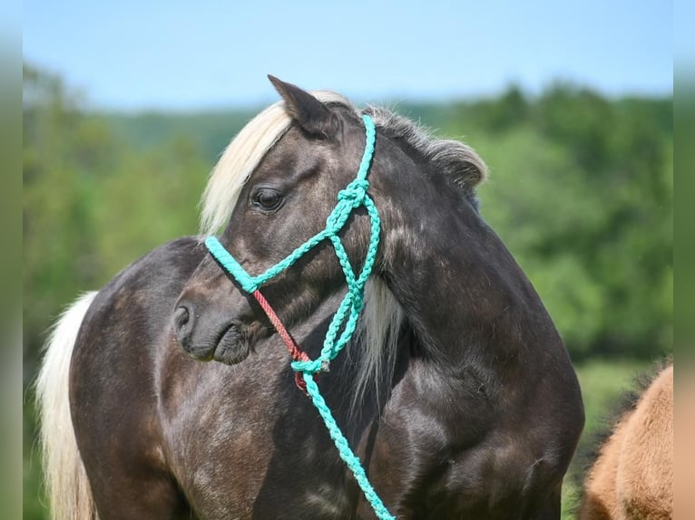 Fler ponnyer/små hästar Sto 10 år 91 cm Black in Halfway, MO