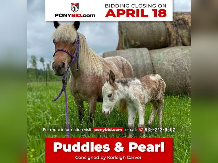 Fler ponnyer/små hästar Sto 10 år 91 cm Rödskimmel in Wells, TX