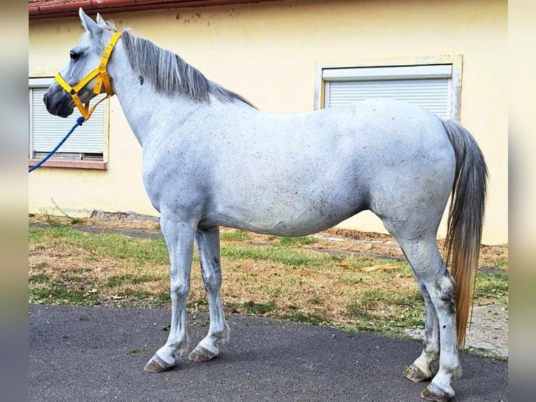 Fler ponnyer/små hästar Sto 11 år 140 cm in Deggendorf