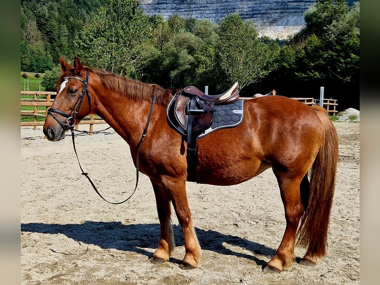 Fler ponnyer/små hästar Sto 11 år 145 cm fux in Gummern