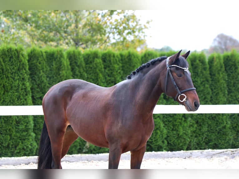 Fler ponnyer/små hästar Sto 11 år 152 cm Mörkbrun in Schwäbisch Hall