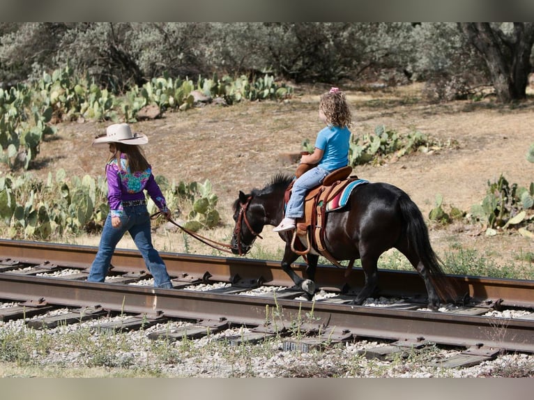 Fler ponnyer/små hästar Sto 11 år 86 cm Brun in Hillsboro, TX