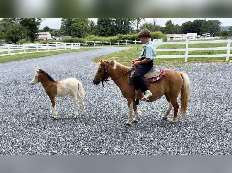 Fler ponnyer/små hästar Sto 11 år 97 cm Pinto in Narvon, PA