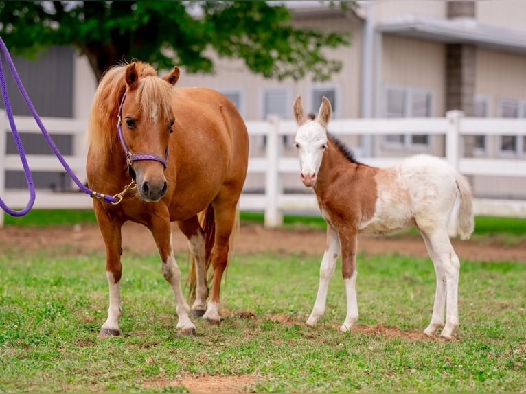 Fler ponnyer/små hästar Sto 11 år 97 cm Pinto in Narvon, PA