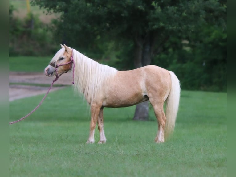 Fler ponnyer/små hästar Sto 11 år 99 cm Palomino in Carthage, TX